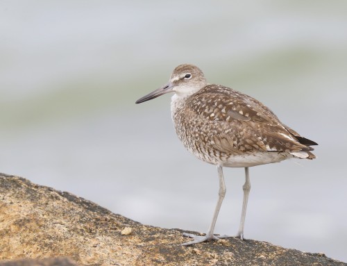 Birder’s Corner: Eastern Willet