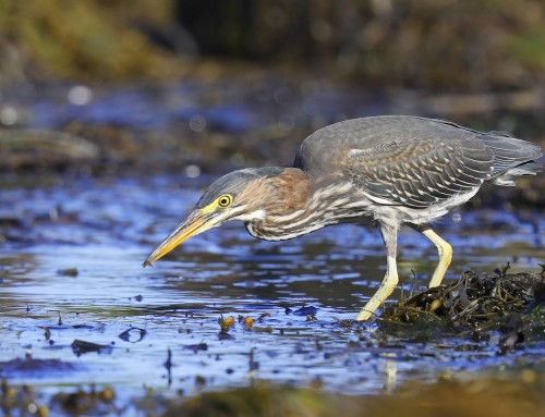 Birder’s Corner: Green Heron