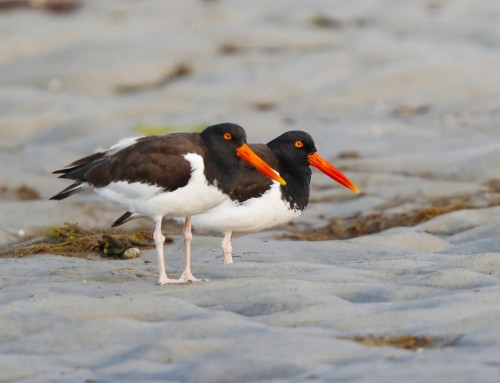 Birder’s Corner: American Oystercatcher