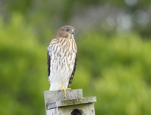 Birder’s Corner: Cooper’s Hawk