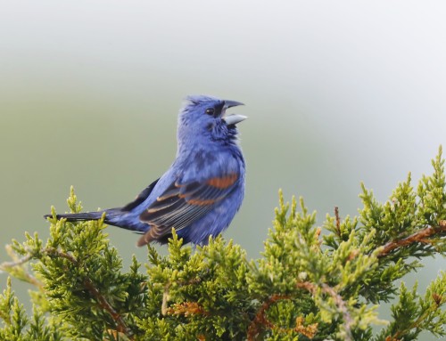 Birder’s Corner: Blue Grosbeak