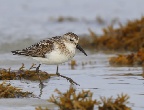 Birder’s Corner: Semipalmated Sandpiper