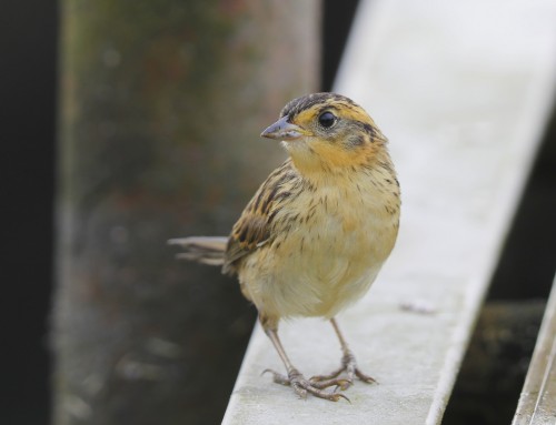 Birder’s Corner: Saltmarsh Sparrow