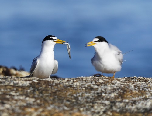 Birder’s Corner: Least Tern