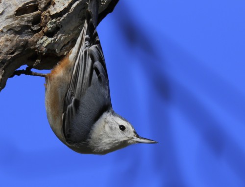 Birder’s Corner: White-breasted Nuthatch